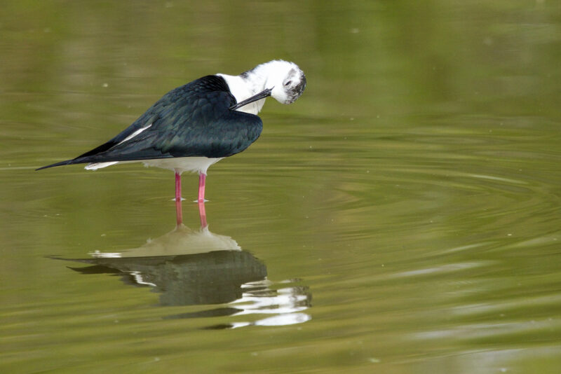 Echasse blanche faisant sa toilette
